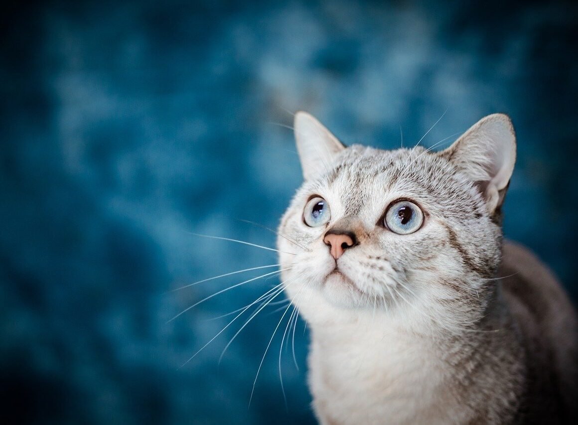 Pet Insurance