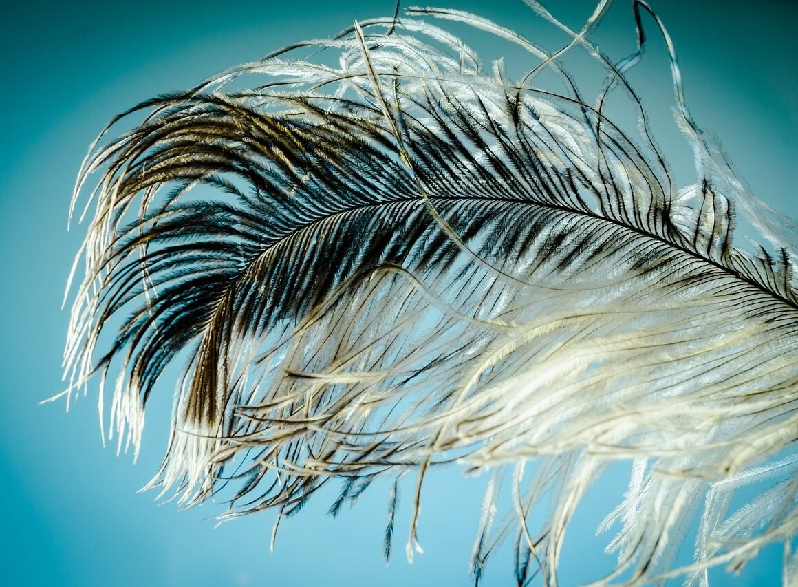 Feather Insurance